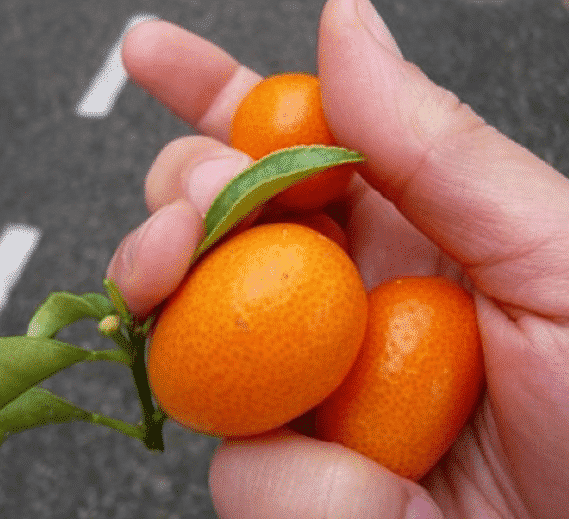 Кумкват 🍊| Купить кумкват по низкой цене | Киев, Харьков, Одесса, Днепр